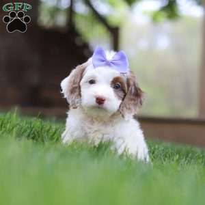 Jewel, Cockapoo Puppy